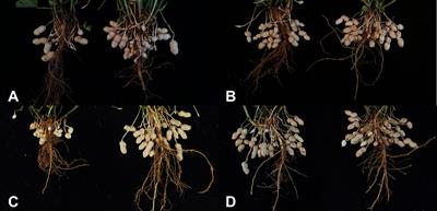 The physio-biochemical characterization reflected different calcium utilization efficiency between the sensitive and tolerant peanut accessions under calcium deficiency